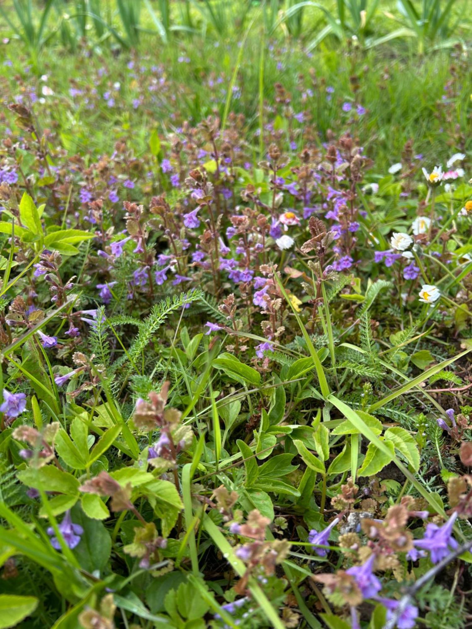 Klavas Sigulda